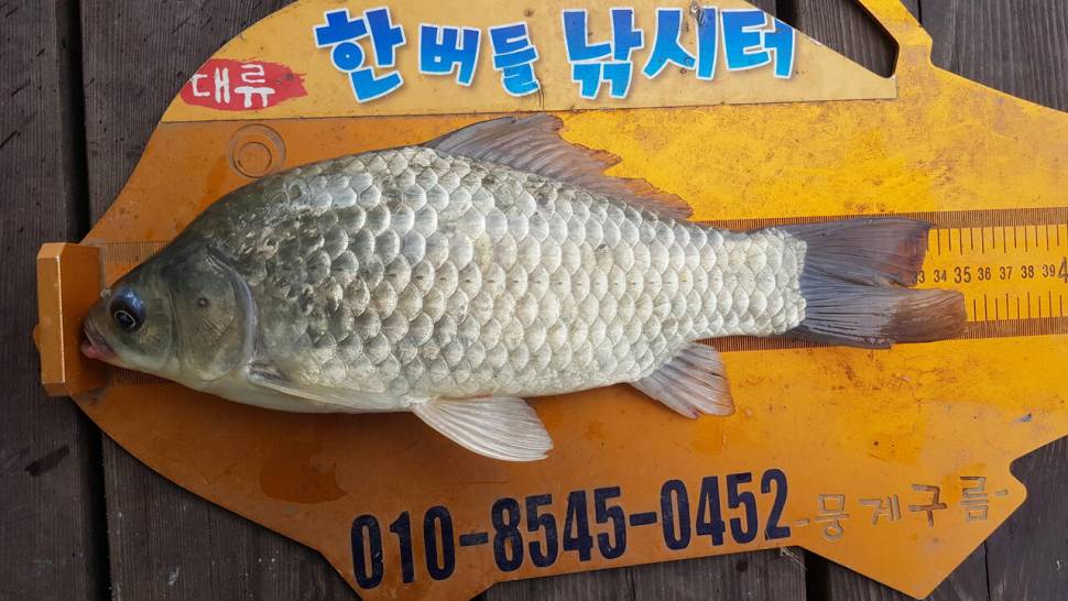 한버들 4짜 포함 허릿급 조황입니다 (조황조행기 - 충주호조황속보)