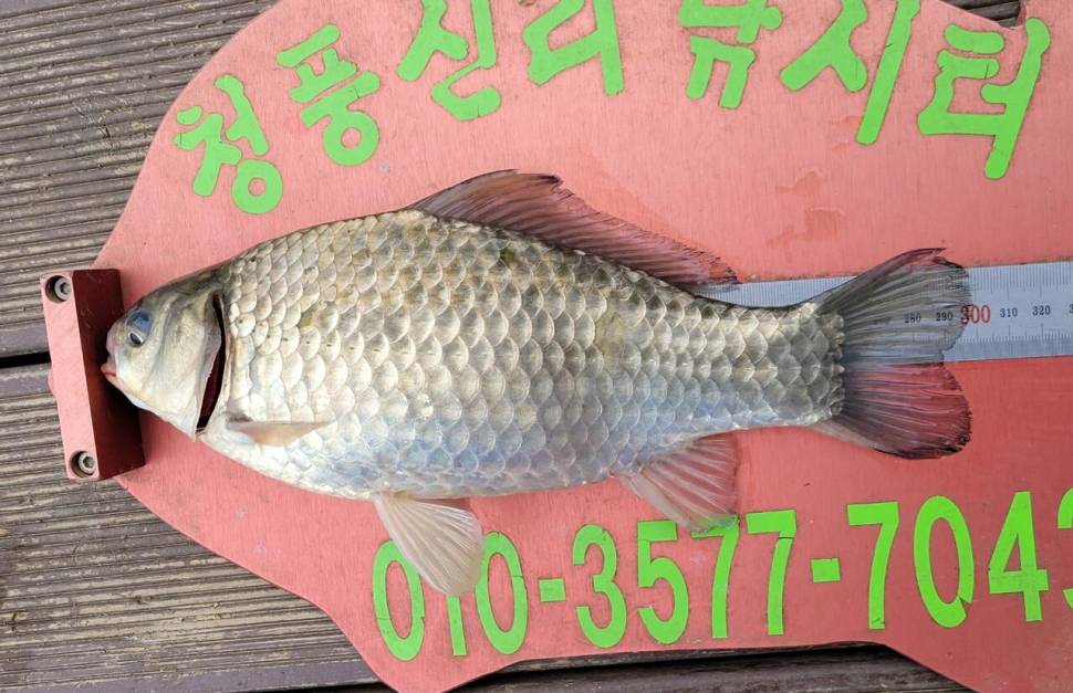 청풍신리낚시터 조황정보입니다 (조황조행기 - 충주호조황속보)