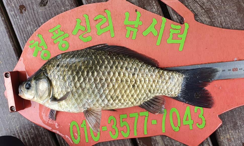 청풍신리낚시터 조황정보입니다 (조황조행기 - 충주호조황속보)