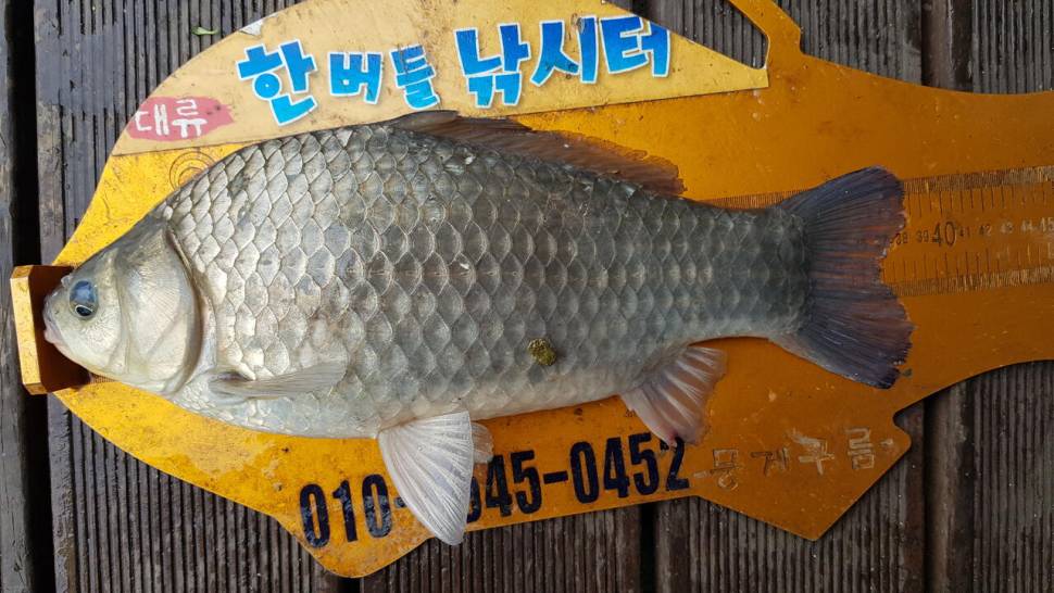 청풍 한버들 낚시터 4짜포함 허릿급 조황입니다 (조황조행기 - 충주호조황속보)