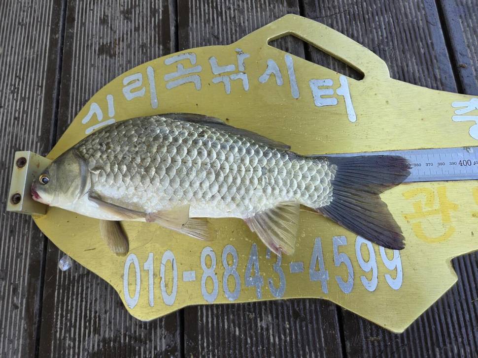 청풍 실리곡낚시터 4짜4짜 조황입니다 (조황조행기 - 충주호조황속보)