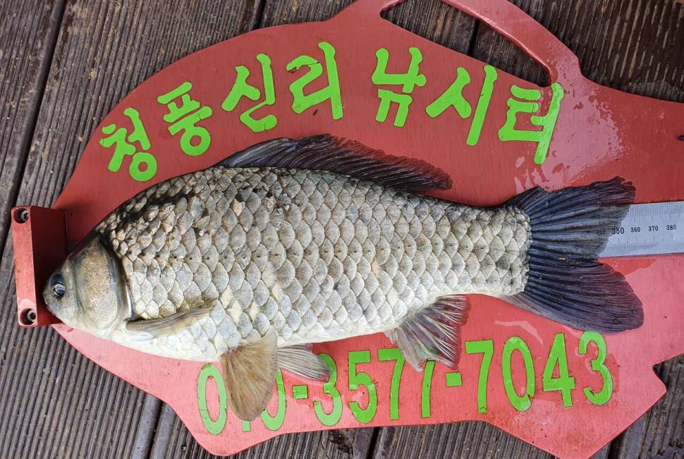 청풍신리낚시터 45cm허리급4수 조황입니다 (조황조행기 - 충주호조황속보)