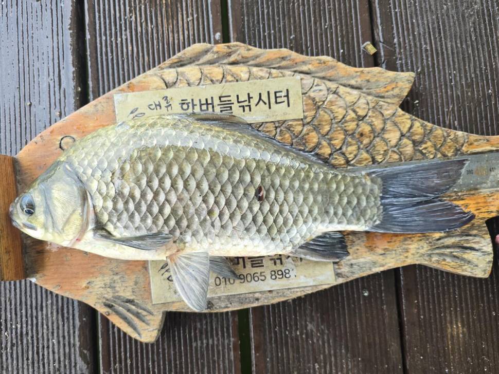 청풍 한버들 조황입니다 (조황조행기 - 충주호조황속보)