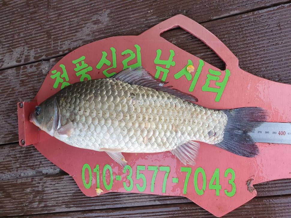 청풍신리낚시터 43cm415cm 4짜4짜 허리급 5수 조황입니다 (조황조행기 - 충주호조황속보)