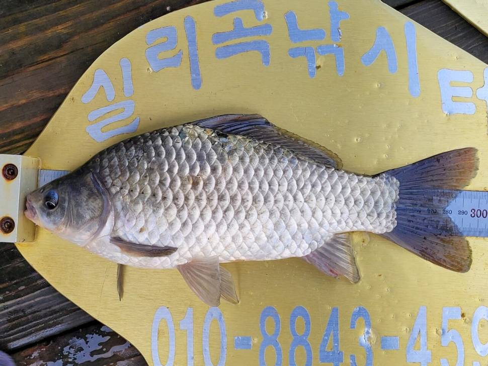 실리곡낚시터 조황입니다 (조황조행기 - 충주호조황속보)