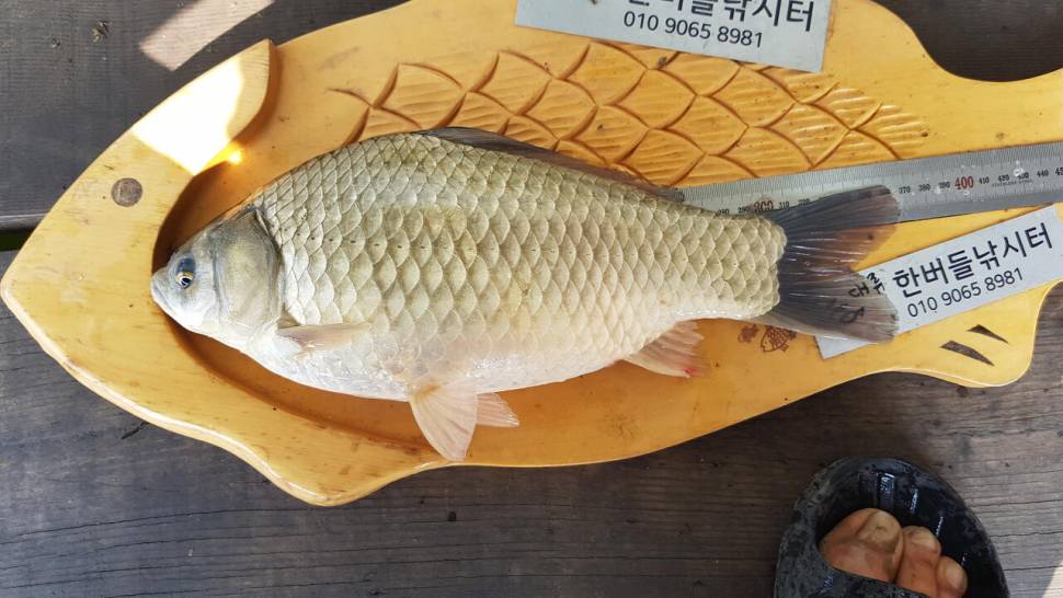 한버들 4짜 포함 허릿급 조황입니다 (조황조행기 - 충주호조황속보)