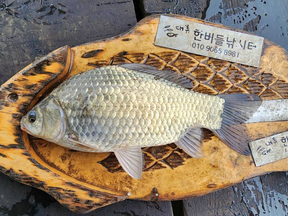 청풍 한버들 허릿급 조황입니다 (조황조행기 - 충주호조황속보)