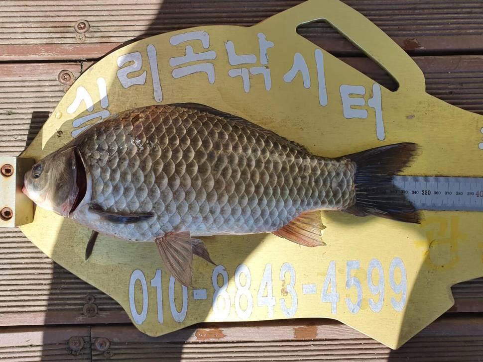 실리곡낚시터 4짜 조황입니다 (조황조행기 - 충주호조황속보)