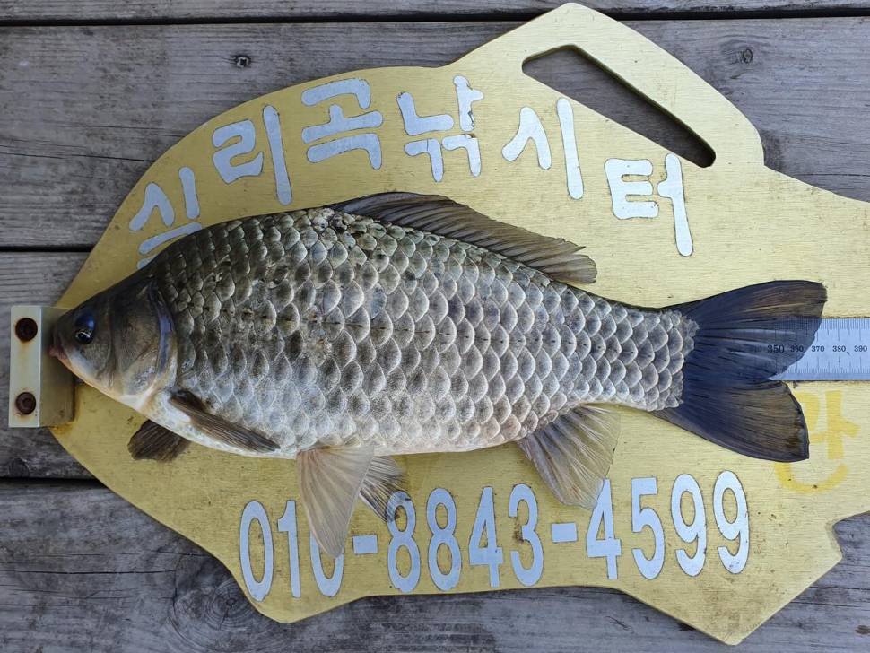실리곡낚시터 허리급 조황입니다 (조황조행기 - 충주호조황속보)