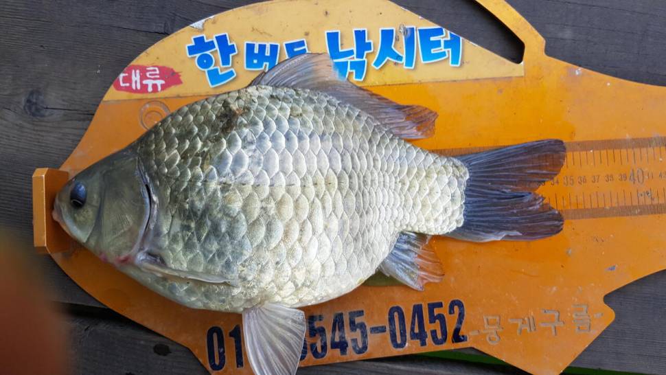 청풍 한버들 낚시터 4짜포함 허릿급 조황입니다 (조황조행기 - 충주호조황속보)