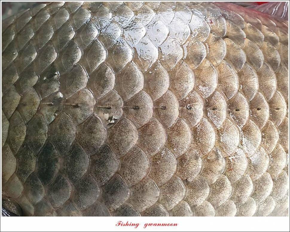 실리곡낚시터 44cm 대물 조황입니다 (조황조행기 - 충주호조황속보)