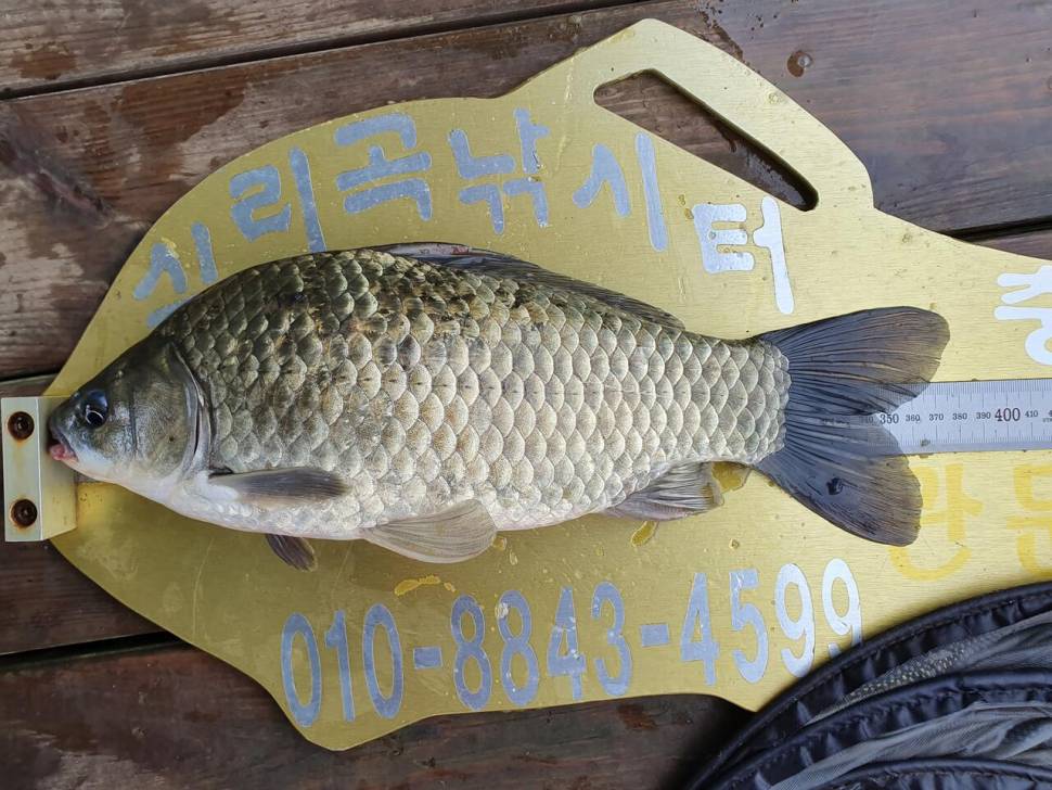 실리곡낚시터 허리급 5수 조황입니다 (조황조행기 - 충주호조황속보)