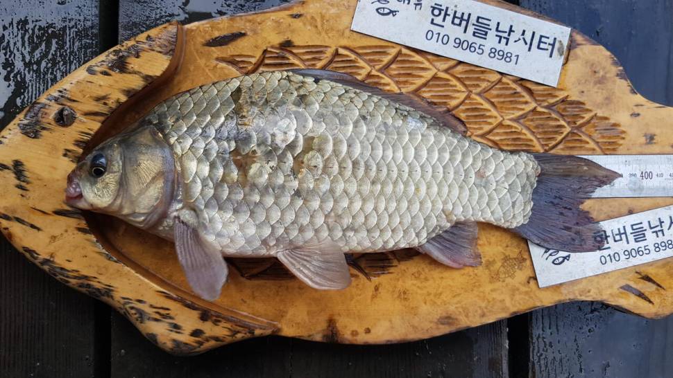청풍 한버들 허릿급 조황입니다 (조황조행기 - 충주호조황속보)