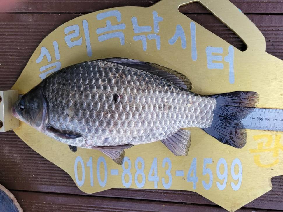 실리곡낚시터 허리급 조황입니다 (조황조행기 - 충주호조황속보)