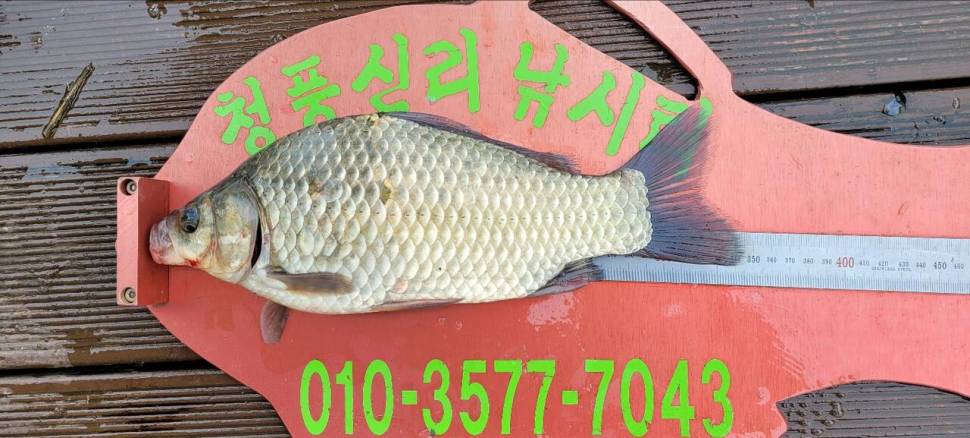 청풍신리낚시터 허리급 조황입니다 (조황조행기 - 충주호조황속보)
