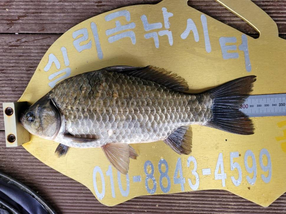 실리곡낚시터 허리급 조황입니다 (조황조행기 - 충주호조황속보)