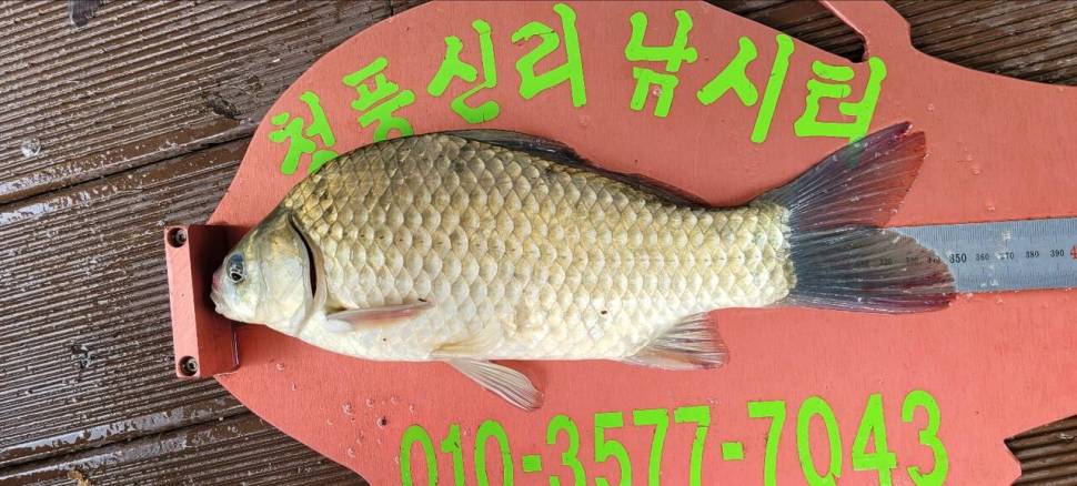 청풍신리낚시터 427cm 조황입니다 (조황조행기 - 충주호조황속보)