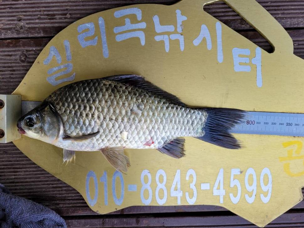 실리곡낚시터 43cm 대물 조황입니다 (조황조행기 - 충주호조황속보)