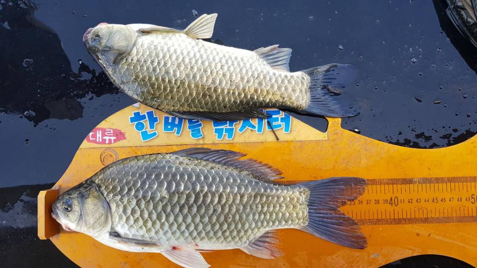 한버들 조황입니다 (조황조행기 - 충주호조황속보)