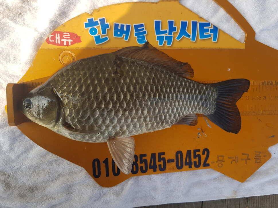 한버들 조황입니다 (조황조행기 - 충주호조황속보)