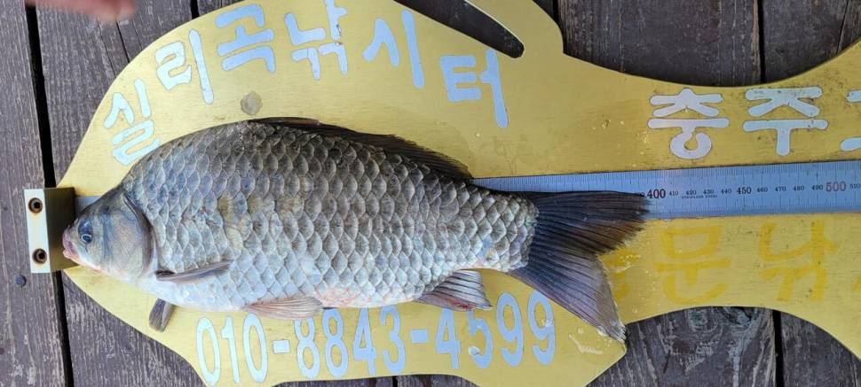 실리곡낚시터 4짜외 허리급 조황입니다 (조황조행기 - 충주호조황속보)