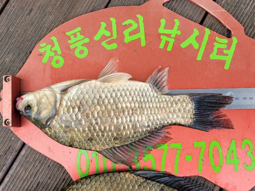 청풍신리낚시터 허리급 조황입니다 (조황조행기 - 충주호조황속보)