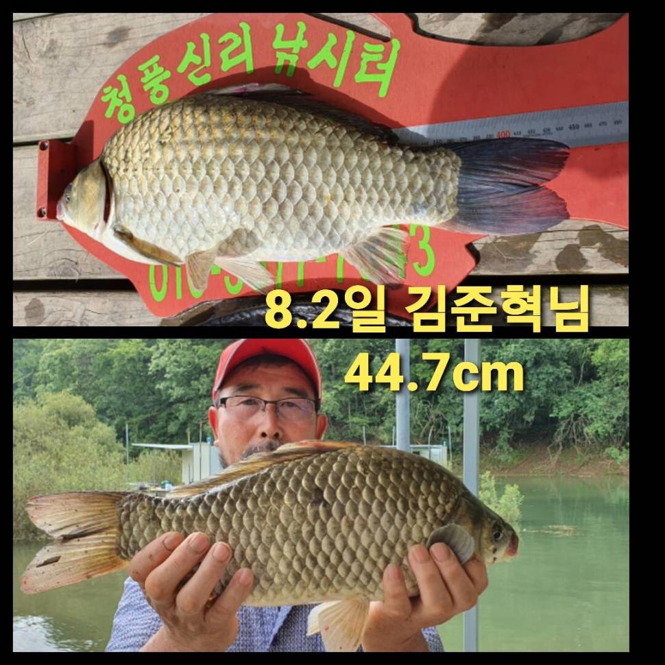 청풍신리낚시터 소식입니다 (조황조행기 - 충주호조황속보)