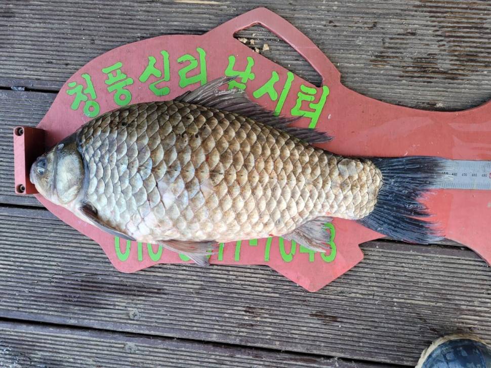 청풍신리낚시터 465cm 대물 조황입니다 (조황조행기 - 충주호조황속보)