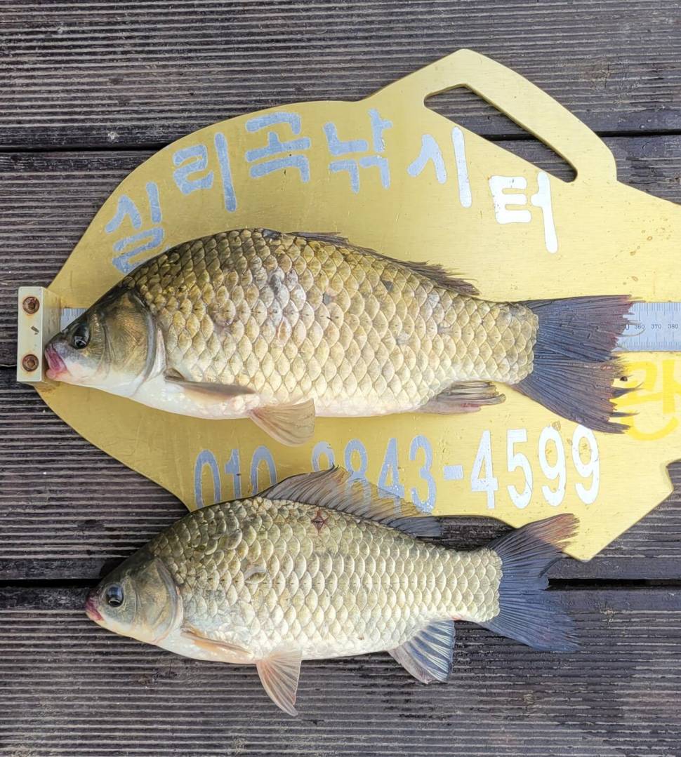 청풍 실리곡낚시터 허리급 조황입니다 (조황조행기 - 충주호조황속보)