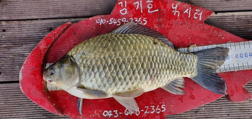 용곡 김기호 낚시터 허리급 조황 입니다 (조황조행기 - 충주호조황속보)