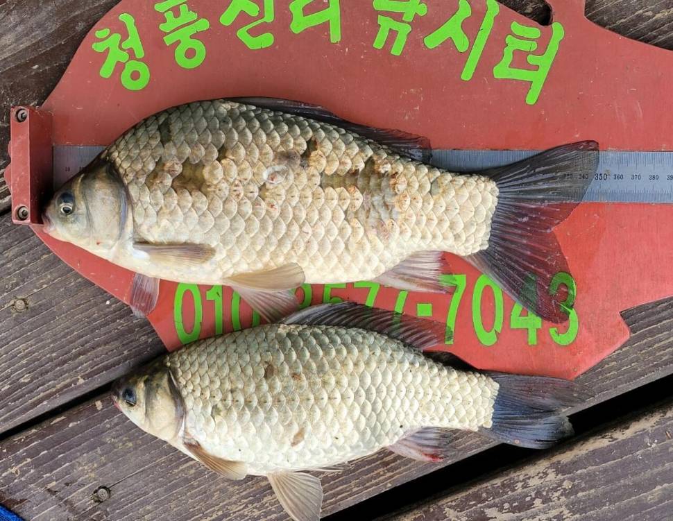 청풍신리낚시터 허리급조황입니다 (조황조행기 - 충주호조황속보)