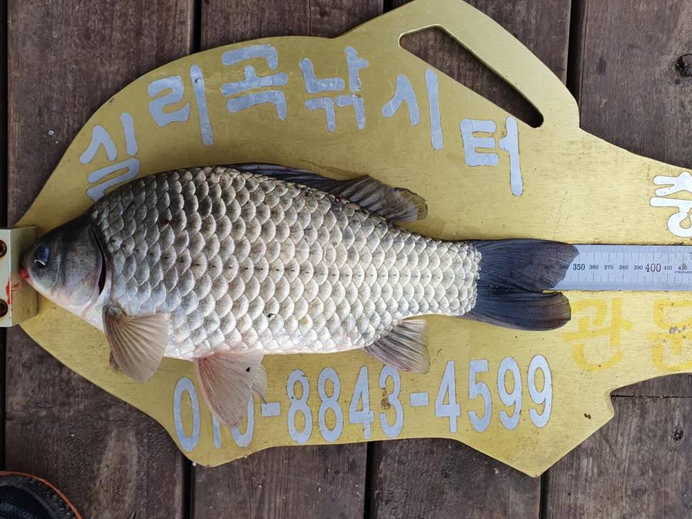 실리곡낚시터 425cm4짜 조황입니다 (조황조행기 - 충주호조황속보)