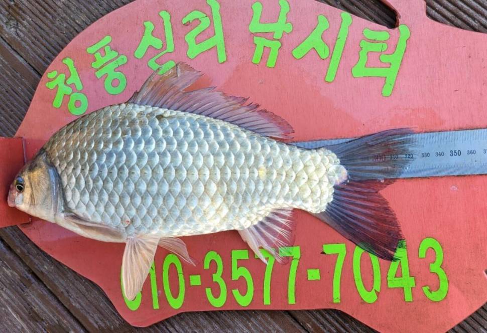 청풍신리낚시터 4짜외 허리급 조황정보입니다 (조황조행기 - 충주호조황속보)