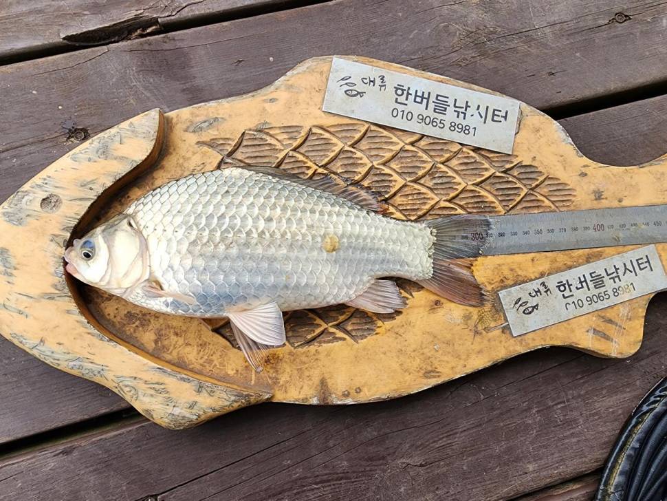 청풍 한버들 낚시터 첫 조황입니다 (조황조행기 - 충주호조황속보)