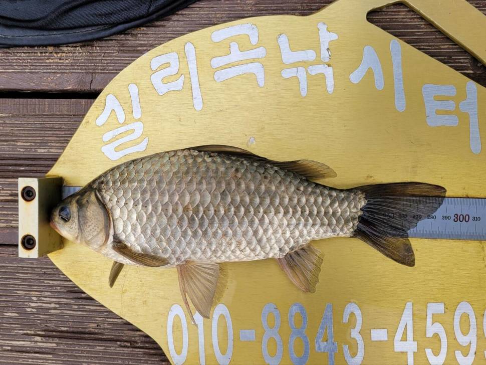 실리곡낚시터 조황입니다 (조황조행기 - 충주호조황속보)