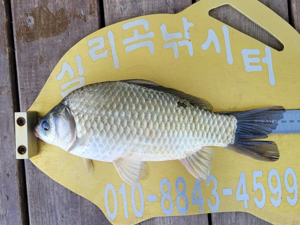 실리곡낚시터 조황입니다 (조황조행기 - 충주호조황속보)