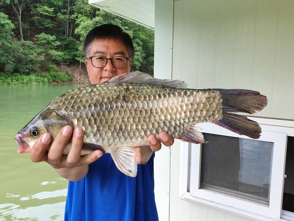 청풍신리낚시터 447cm 조황입니다 (조황조행기 - 충주호조황속보)