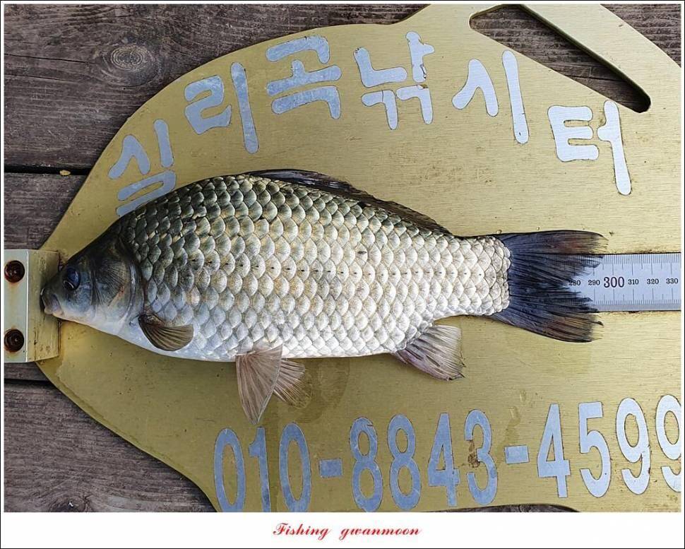 실리곡낚시터 4짜조황입니다 (조황조행기 - 충주호조황속보)