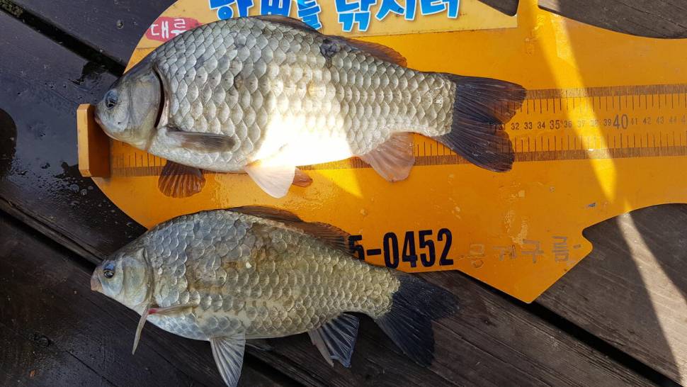 청풍 한버들 낚시터 4짜포함 허릿급 조황입니다 (조황조행기 - 충주호조황속보)
