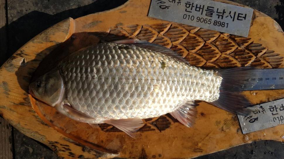 한버들 허릿급 조황입니다 (조황조행기 - 충주호조황속보)