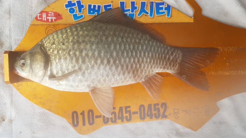 한버들 제1회 왕중왕전 대회 요약4짜포함 1부 (조황조행기 - 충주호조황속보)