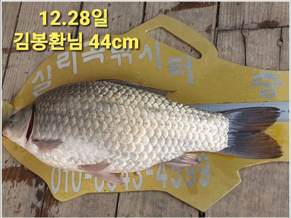 실리곡낚시터 44cm 대물 조황입니다 (조황조행기 - 충주호조황속보)