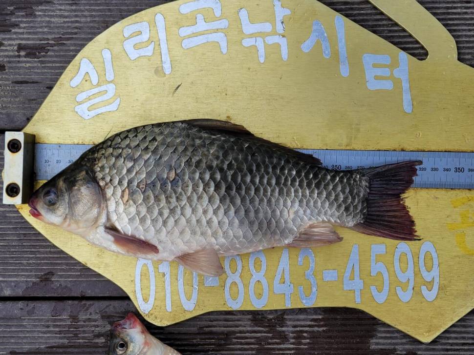 실리곡낚시터 조황입니다 (조황조행기 - 충주호조황속보)