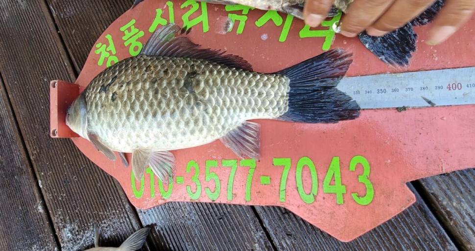 청풍신리낚시터 4짜외 허리급 마릿수입니다 (조황조행기 - 충주호조황속보)