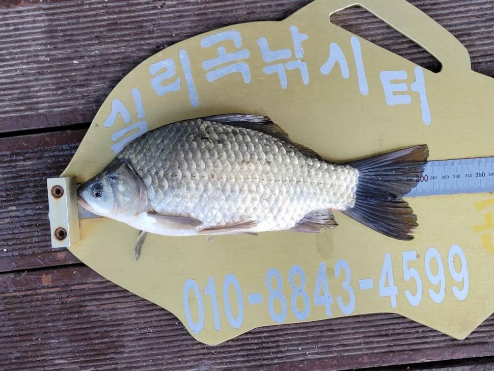 실리곡낚시터 조황입니다 (조황조행기 - 충주호조황속보)