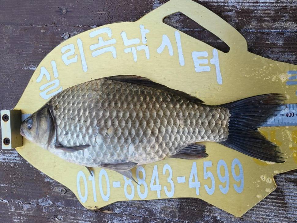 실리곡낚시터 4짜 조황입니다 (조황조행기 - 충주호조황속보)