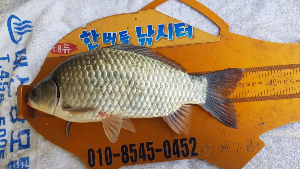 한버들 조황입니다 (조황조행기 - 충주호조황속보)