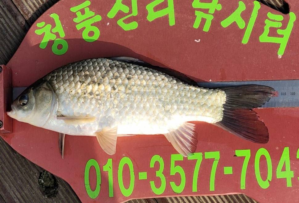 청풍신리낚시터 조황정보입니다 (조황조행기 - 충주호조황속보)