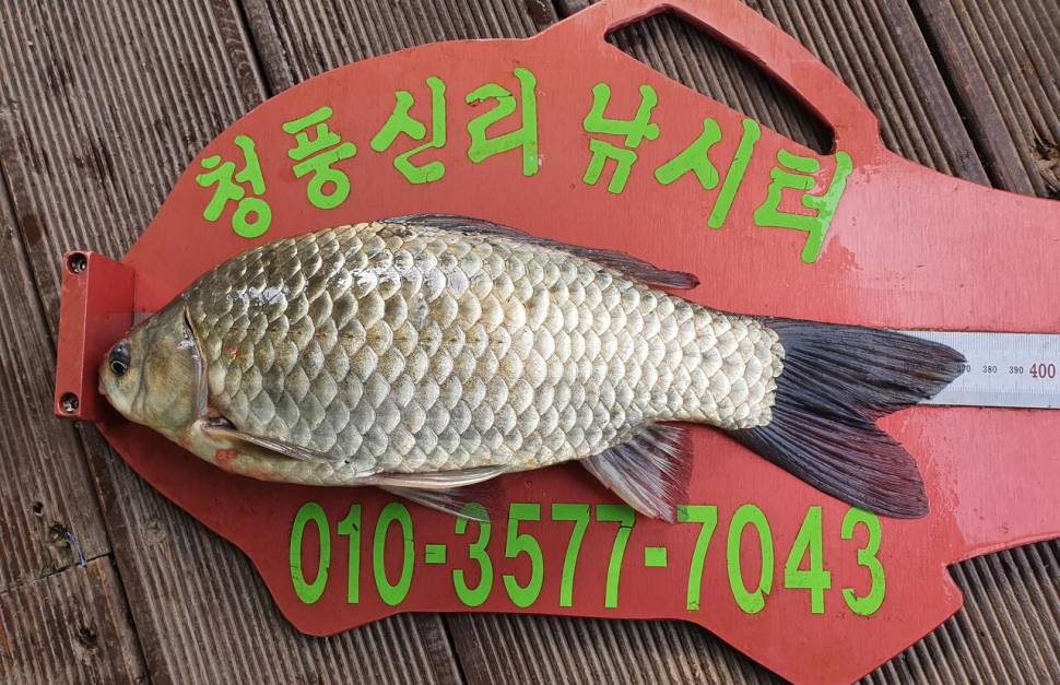 청풍신리낚시터 4짜허리급 조황입니다 (조황조행기 - 충주호조황속보)