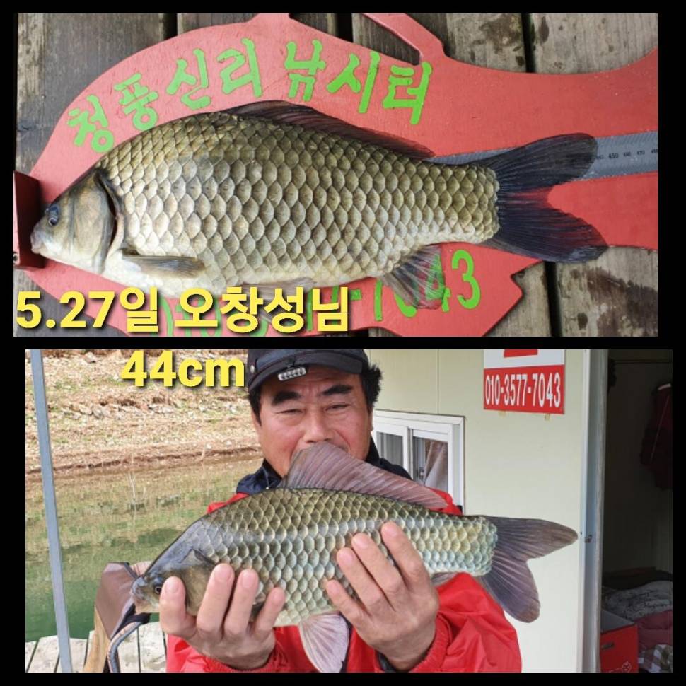 청풍신리낚시터 소식입니다 (조황조행기 - 충주호조황속보)